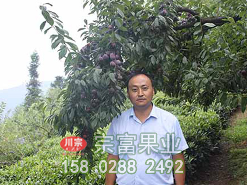 李子樹苗的栽培技術與病蟲害防治
