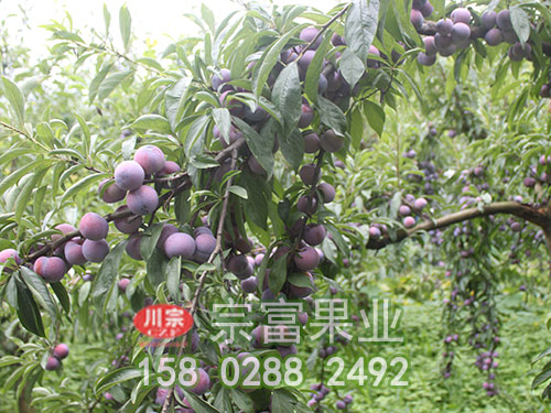 李樹苗的栽培技術與病蟲害防治（五）