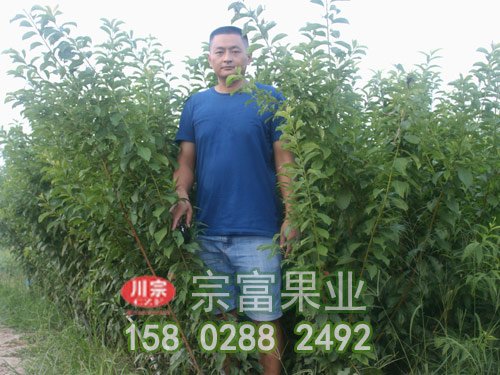 青脆李子苗的優質高效栽培新技術