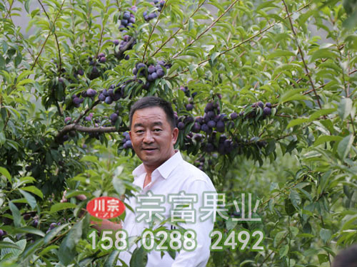 李子苗的標準化栽培技術（一）