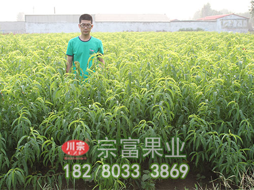 李子苗的標準化栽培技術（二）
