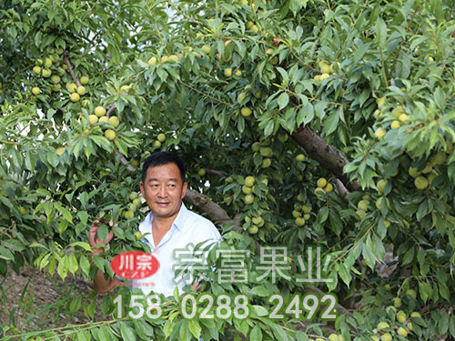 李子苗栽培技術要點