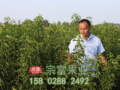 李子苗常見的栽培技術