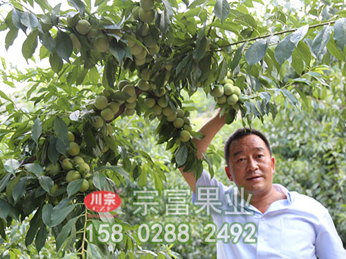 李子苗的種植條件和種植方法