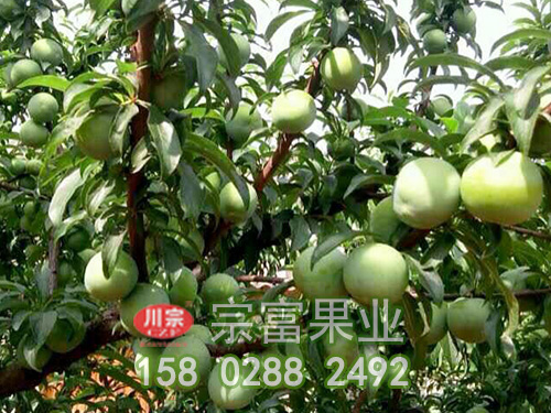 淺析蜂糖李子苗種植管理手冊