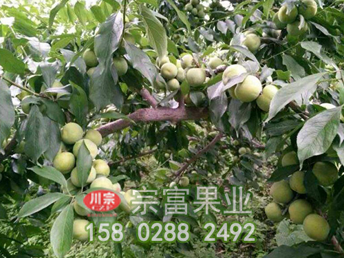 淺談李樹苗成長五條件