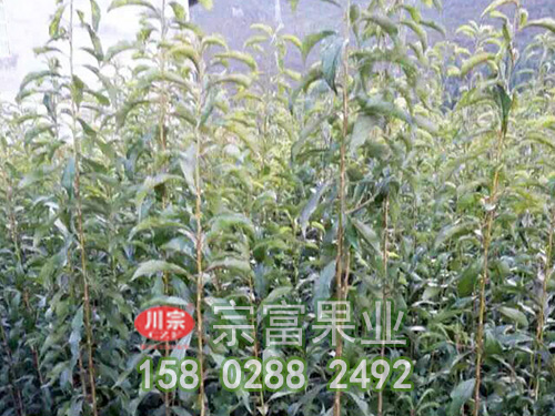 宗富李樹苗淺談：秋栽果樹技術要點