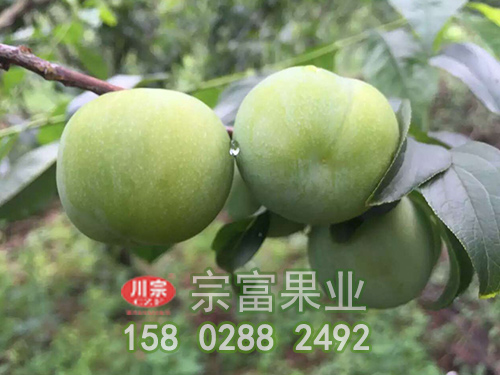 宗富李樹苗淺談：秋栽果樹技術要點