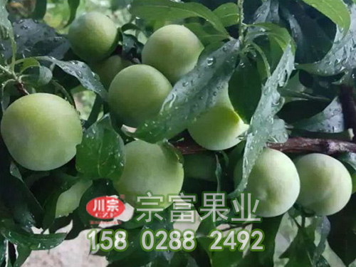 宗富李樹苗淺談：秋栽果樹技術要點