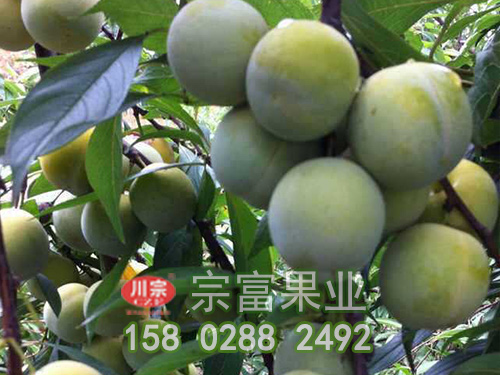 冰糖李子苗的豐產栽培技術