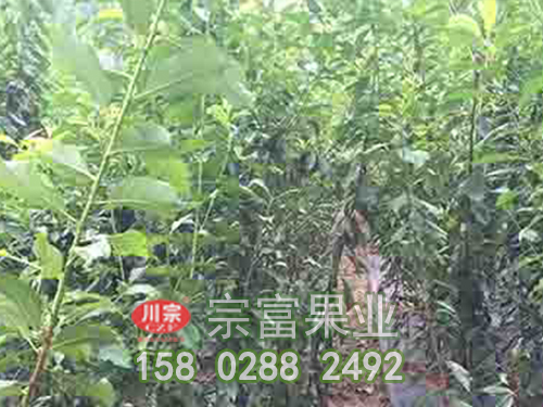 冰糖李子苗的豐產栽培技術