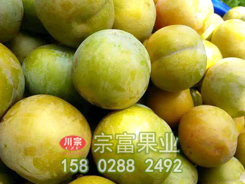 李子苗的種植趨勢及管理方式