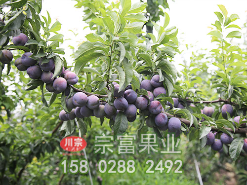 宗富李樹苗基地簡述果樹爛根病應對措施
