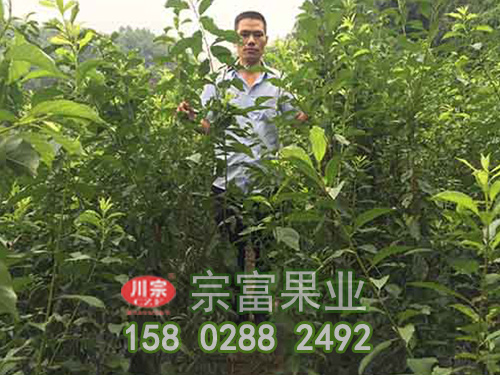 李子苗瘡痂病發生規律及危害症狀防治