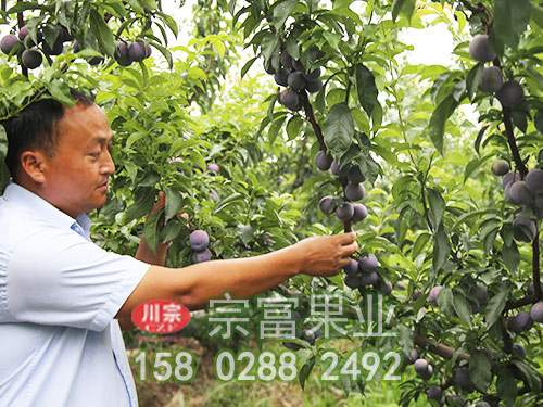 李子苗嫁接時要注意哪三點