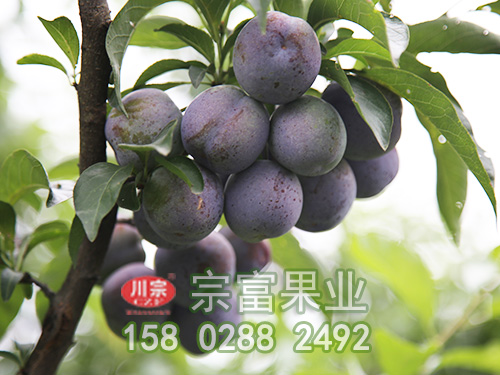 李子苗修剪的常用方法有四種