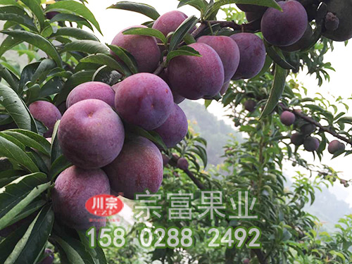 棚室李樹苗各類不同土壤的特性