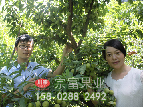 李樹苗花期管理技術要點（二）