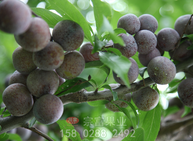 淺析脆紅李子苗的生長結果習性