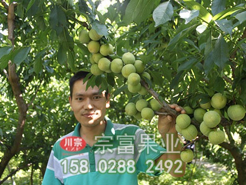 李樹苗流膠病的原因及防治措施