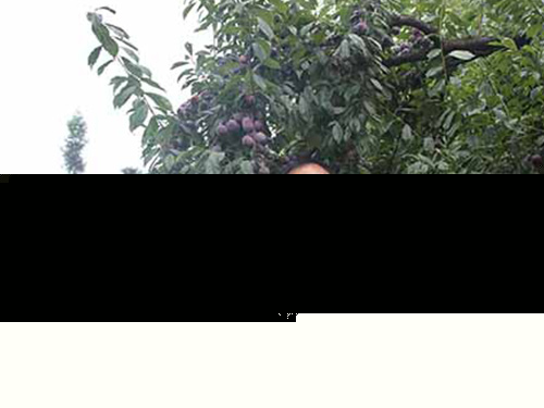 宗富李樹苗根據栽植密度定杆整形