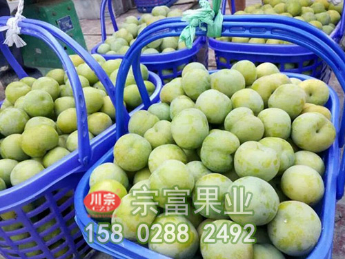 李子苗長短距離正確運輸