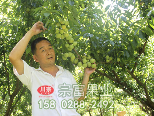 青脆李子苗種植詳細介紹