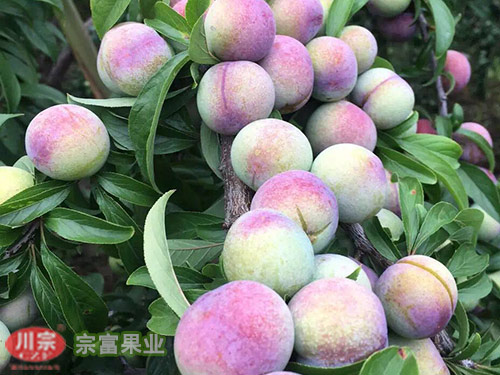 茵紅李苗