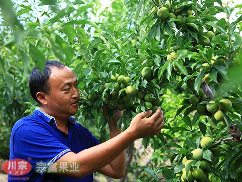 李樹苗的三早栽培技術