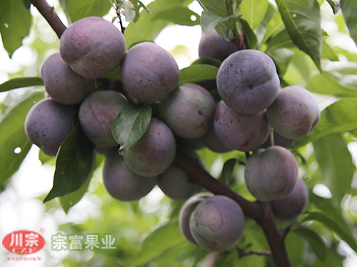 提高李樹苗座果率緊抓這四大點！