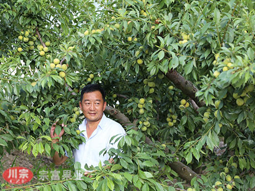 李子苗適宜的土壤和氣候條件是怎樣的？