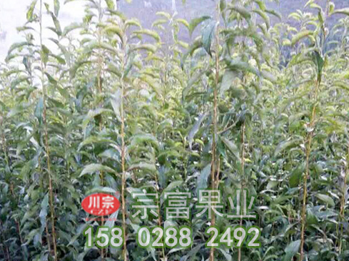 李樹苗的種植條件
