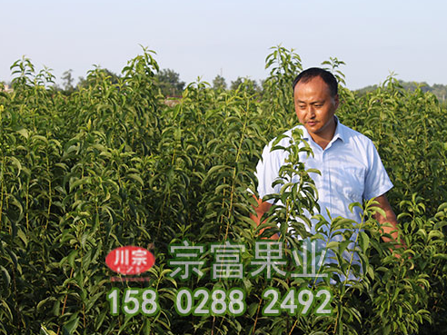 優質李樹苗分散分層型的修剪技術