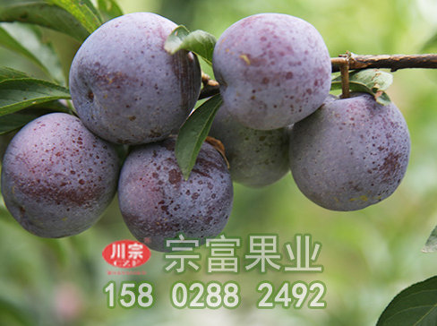 冬季如何存貯李樹苗
