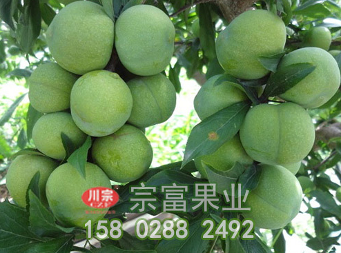 李樹苗的中耕鋤草與肥水管理