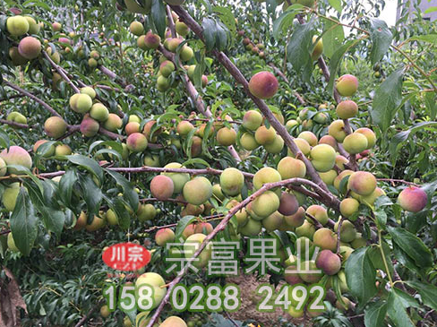 李樹苗何時需要澆水？