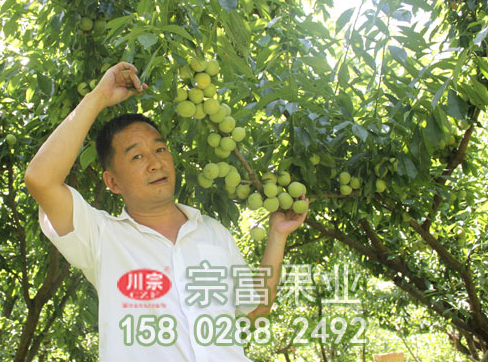 李樹苗流膠病的原因及防治措施