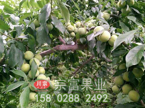如何做好李子苗的鳥羽蛾蟲害及防治