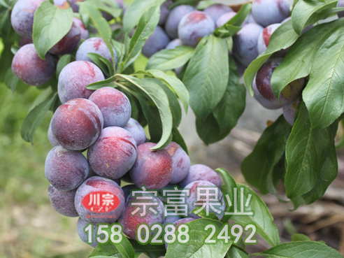 李樹苗果園地形對凍害的保護作用介紹