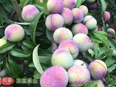 李子苗嫁接法和扡插法