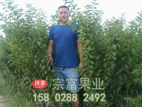 蜂糖李樹苗種植技術