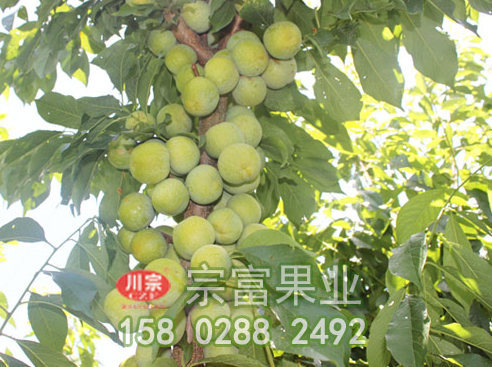 李樹苗的常見病蟲害防治技巧