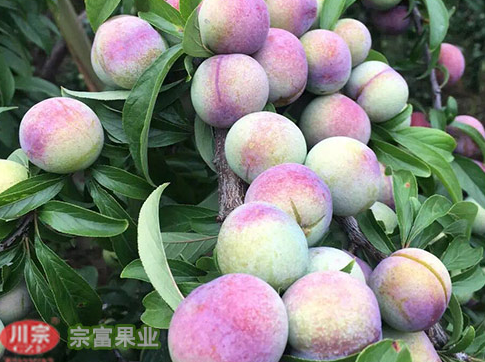 李樹苗流膠病的原因及防治措施
