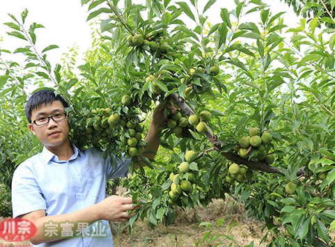 種植李樹苗前先了解其營養價值