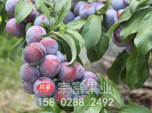 新手必知的脆紅李子苗整形修剪技術
