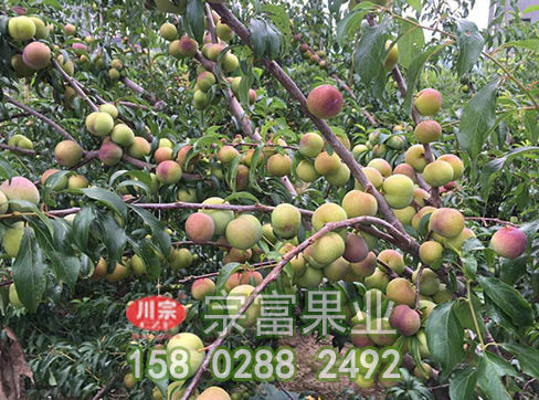 李樹苗園的秋季管理要點