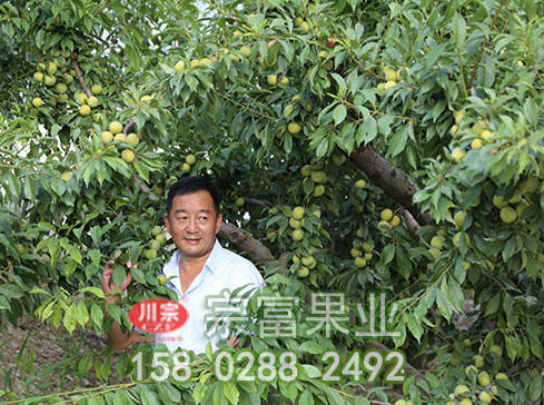 新手種植李樹苗的基本步驟