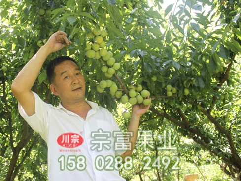 防治李樹苗流膠病的四個措施