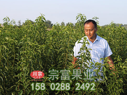 李樹苗夏季修剪采用方法有哪些