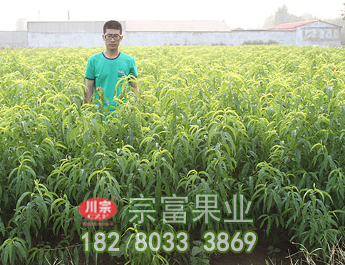 李樹苗開花前慎防流膠病